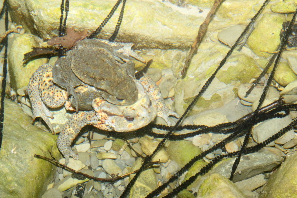 Perle di biodiversit romagnole...e un intruso